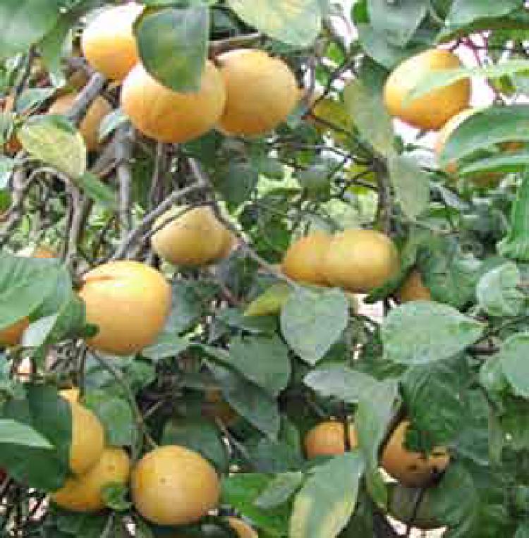 Uleiul de bergamot