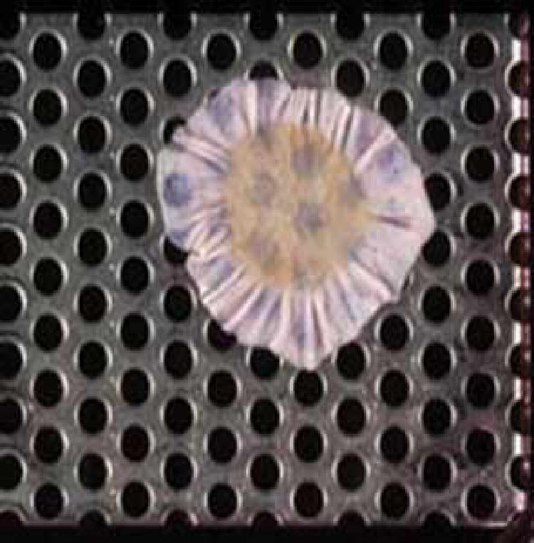 Pielea creata in laborator