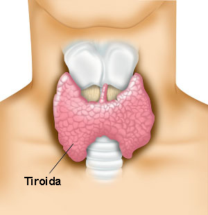 Glanda tiroida Glanda tiroida